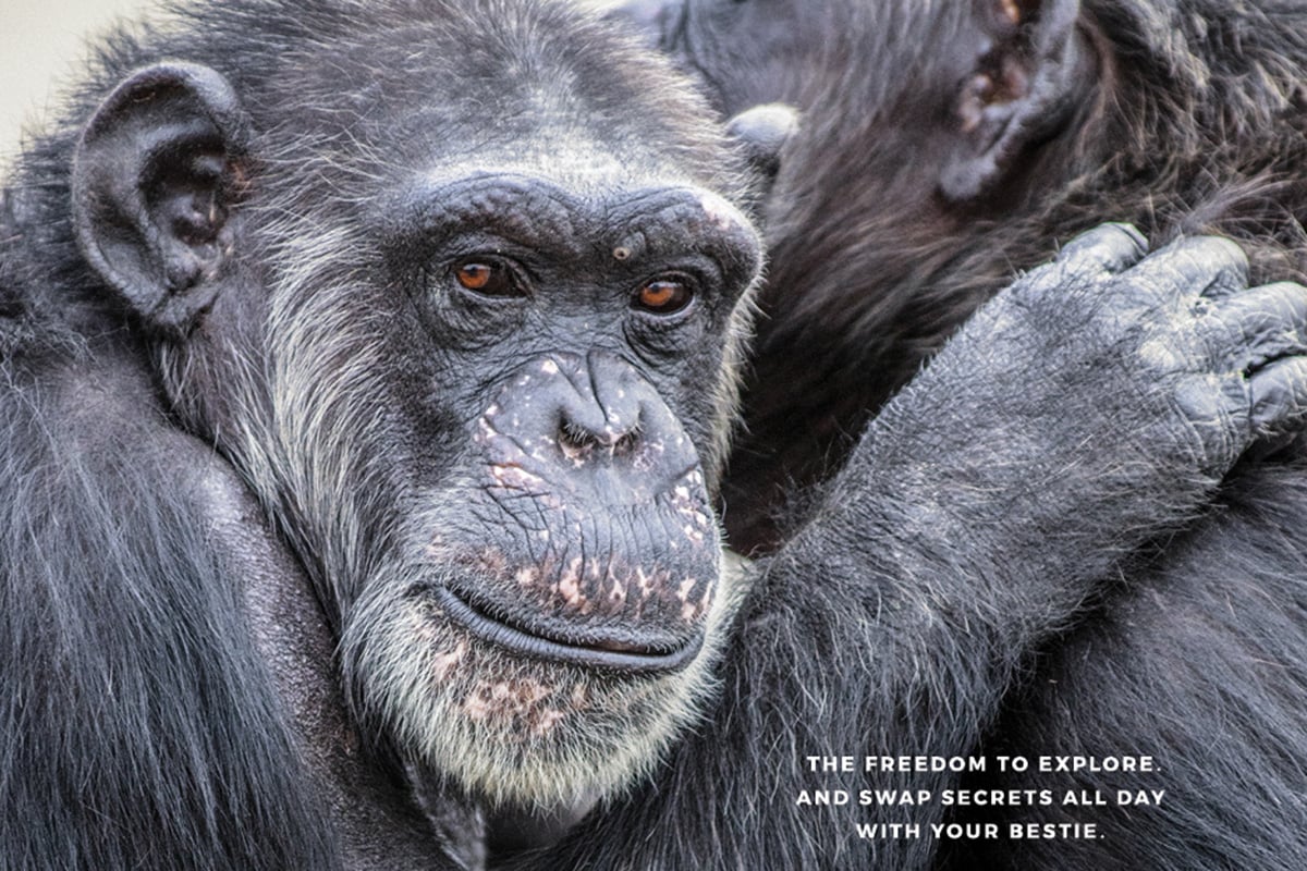 Chimp_Haven_Poster3_thumb