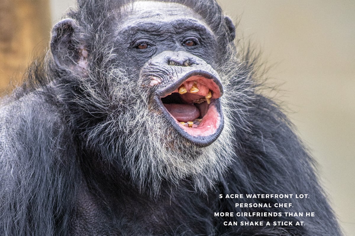 Chimp_Haven_Poster4_thumb