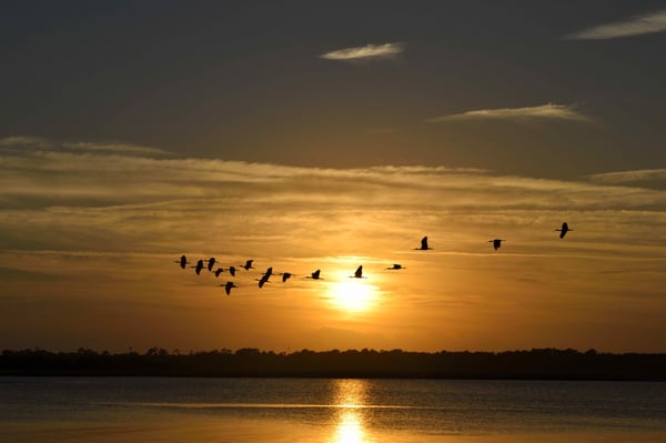 beach-bird-birds-235787