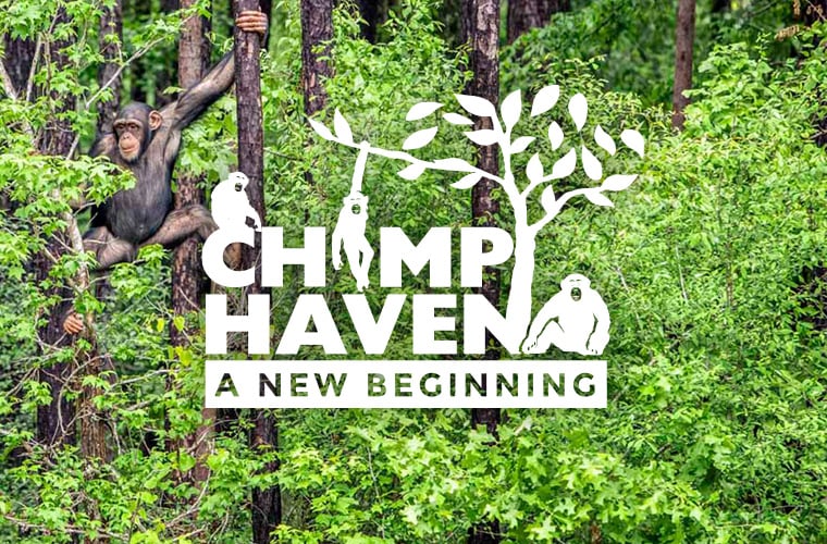 chimp_haven_thumb3