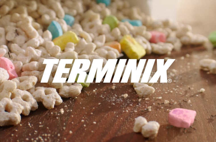 terminix_thumb